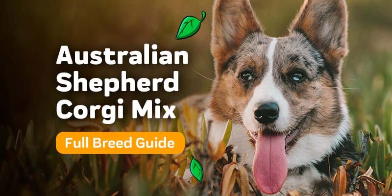 Everything You Need to Know About the Aussie Corgi Mix: Characteristics & Care