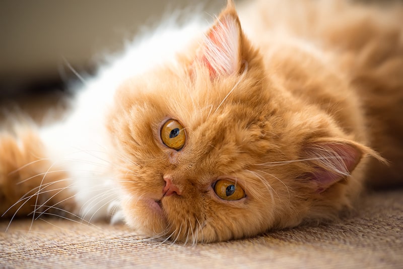 Discover the Charm of the Mini Persian Cat: Size, Care, and Personality