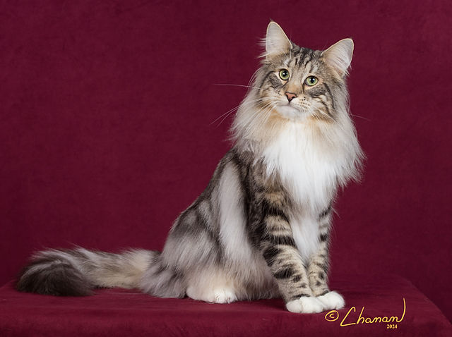 Forest Cattery: Home of Playful Norwegian Forest Cats