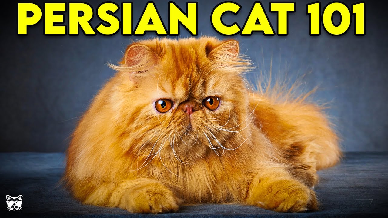 Everything You Need to Know About the Golden Persian Cat