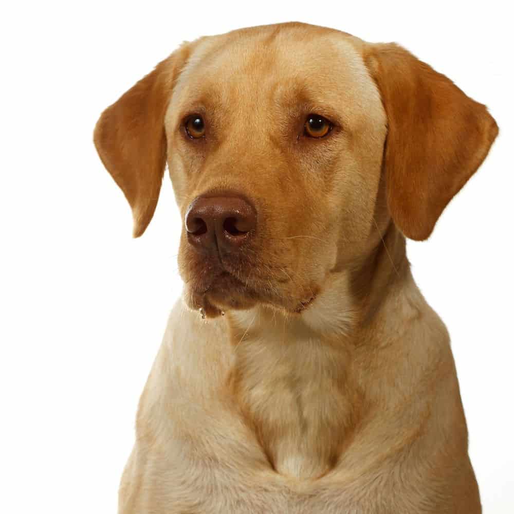 dudley labrador retriever