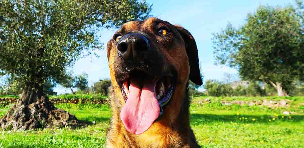 Labrador Belgian Malinois Mix: What to Know About the Belgador Hybrid Dog