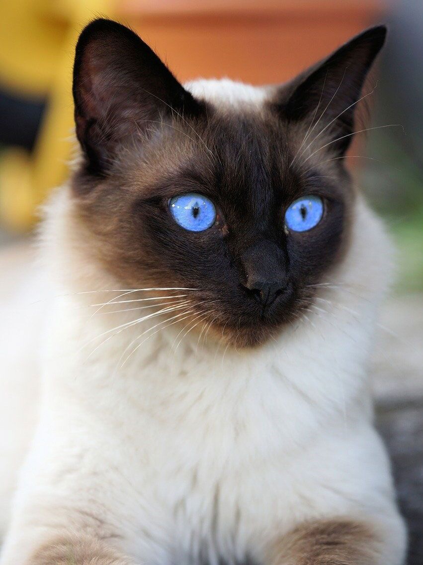 Exploring Dark Siamese Cats: Seal Point, Black Fur, and Blue Eyes