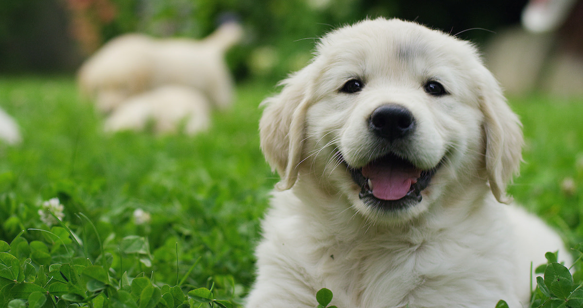 Why Are Golden Retrievers Dying Young? Understanding the Health Crisis