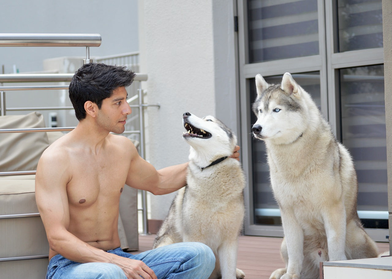 Siberian Husky Apartment Dog Guide: How to Make Apartment Living Work