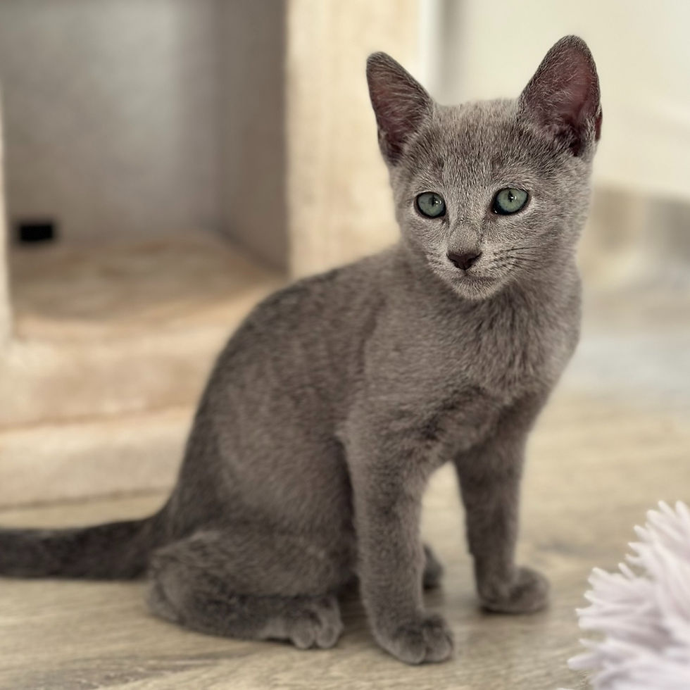 Russian Blue Kittens for Sale – Beautiful Silver Fur, Purebred and Well-Socialized