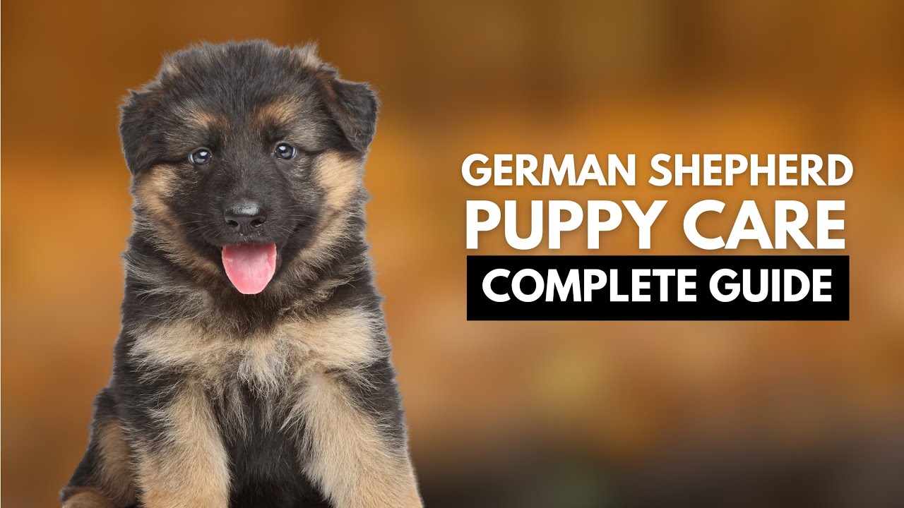 Caring for a Newborn German Shepherd Puppy: What You Need to Know