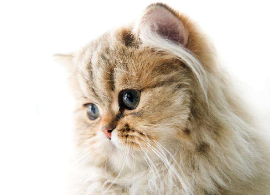 Teacup Persian Cats: A Guide to Their Personality, Care, and Lifespan