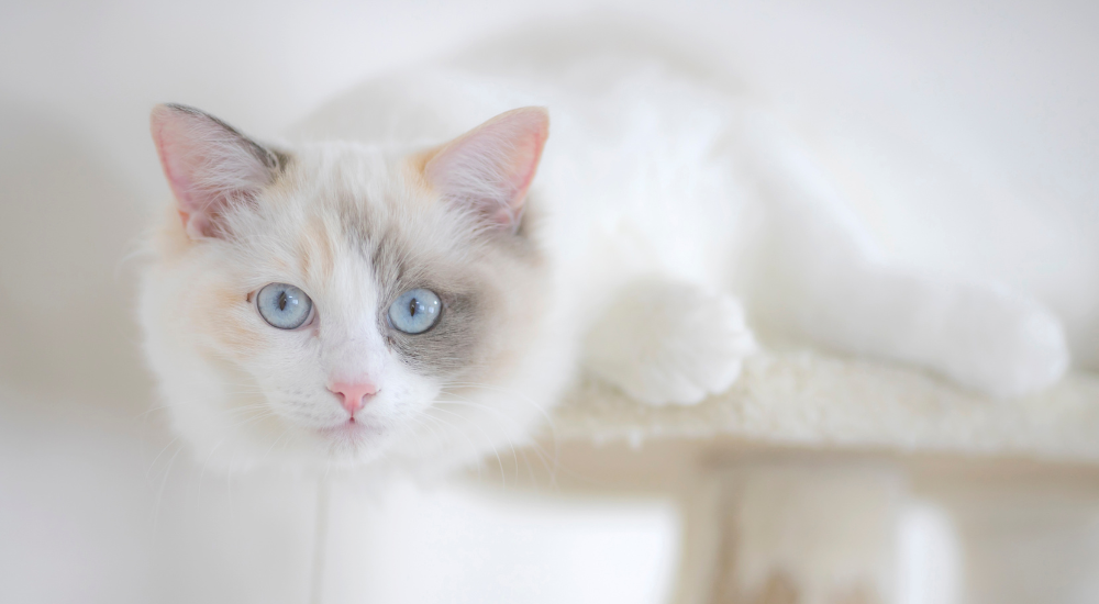 The Stunning Bicolor Ragdoll Cat: Appearance, Traits, and Care