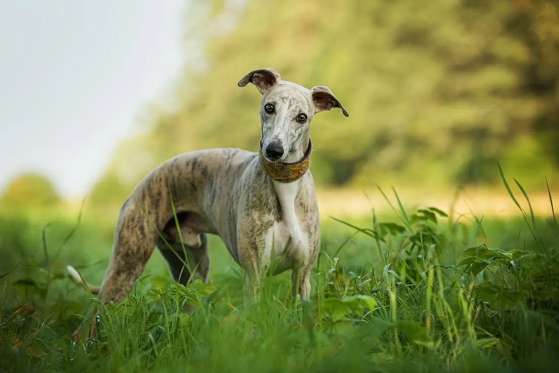 Best Whippet Food Options: Essential Nutrients & Healthy Diet Tips