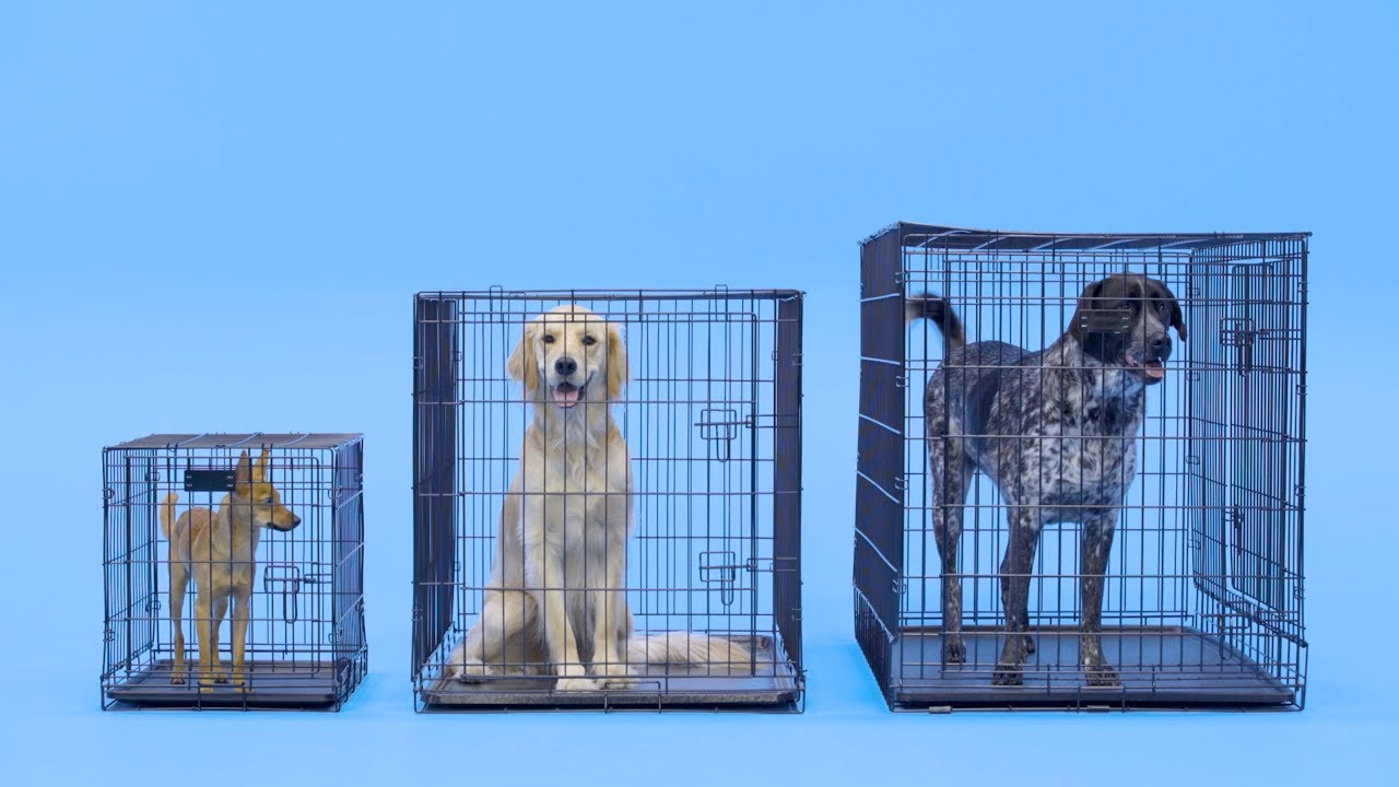 What Size Kennel is Best for a Golden Retriever? Tips for Choosing the Right Crate