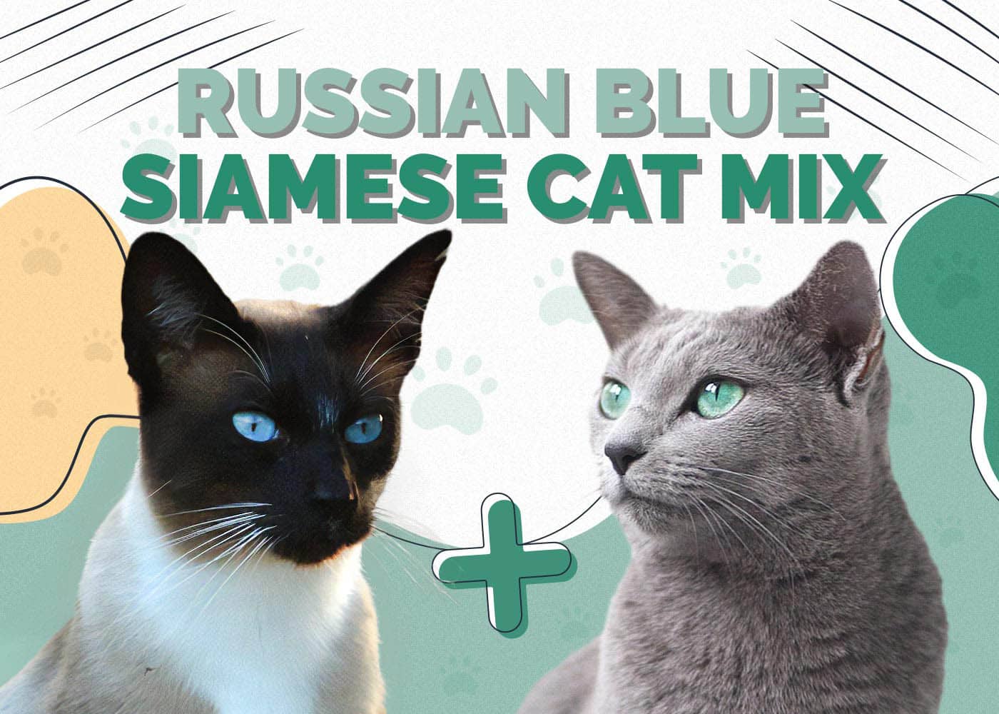 Blue Russian Cat Mix: A Unique Blend of Russian Blue and Siamese Traits