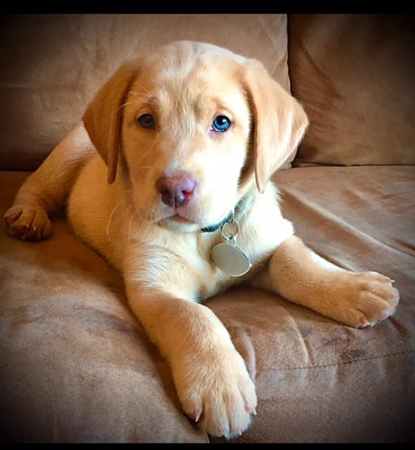Champagne Labrador Retriever: A Unique and Elegant Variation of the Classic Breed