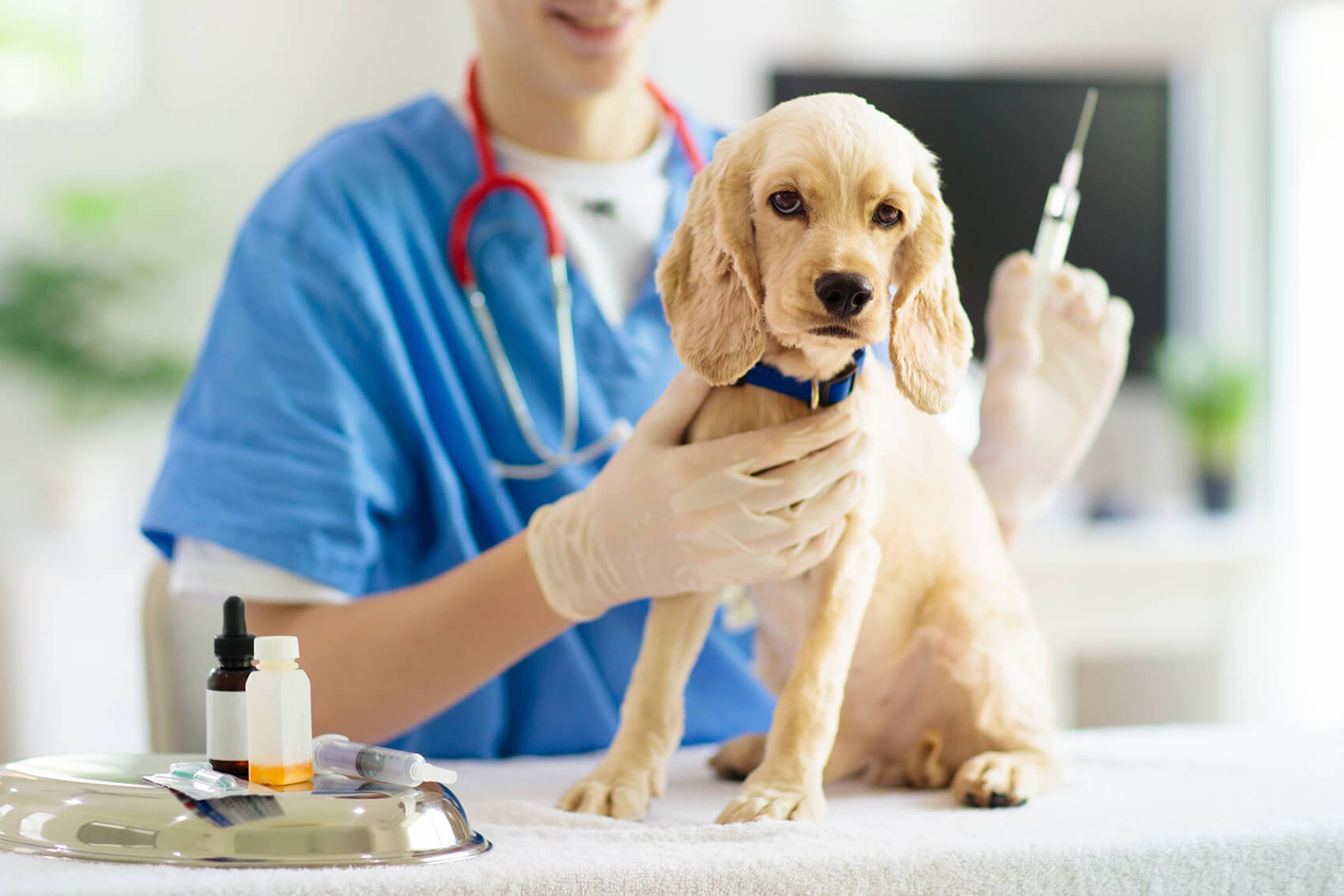 Do Kennels Accept Self-Vaccinated Dogs? Understanding Vaccination Rules for Boarding