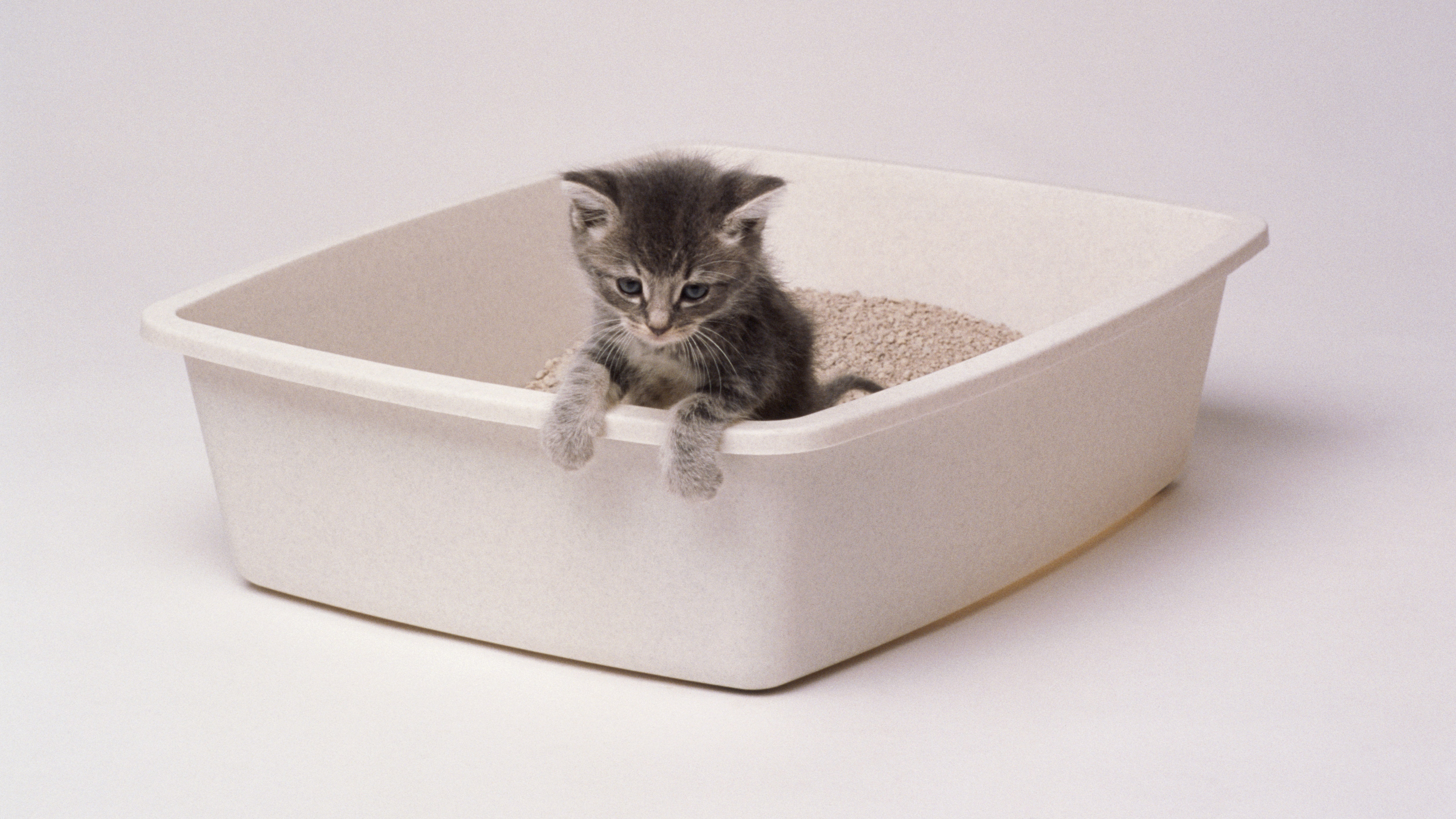 Choosing the Perfect Outside Cat Litter Box: Top Options for Your Feline