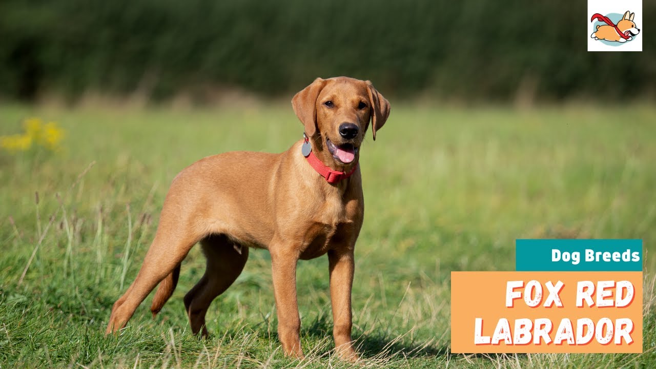 Fox Red Labrador Retrievers: The Rare and Beautiful Ruby Labs