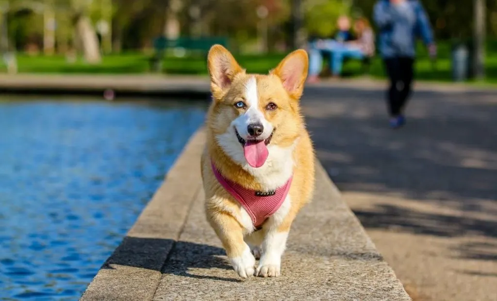 How Much to Feed a Corgi Puppy: A Complete Guide for New Owners