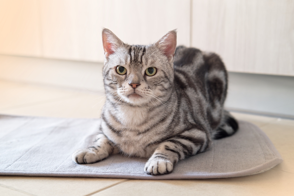 Gray American Shorthair Cat Facts: Appearance, Price & Where to Buy