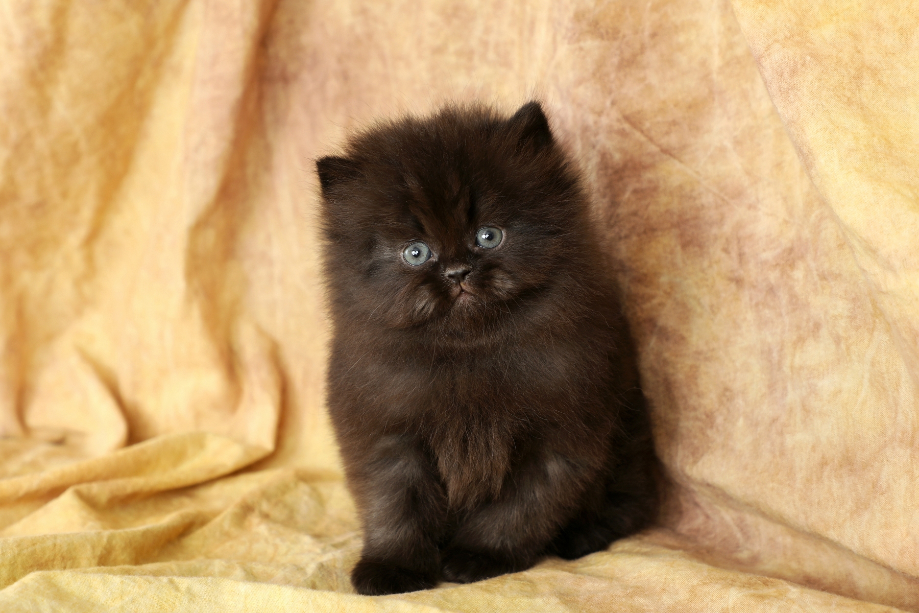 Adorable Black Persian Cats for Sale – Affordable and Healthy Kittens