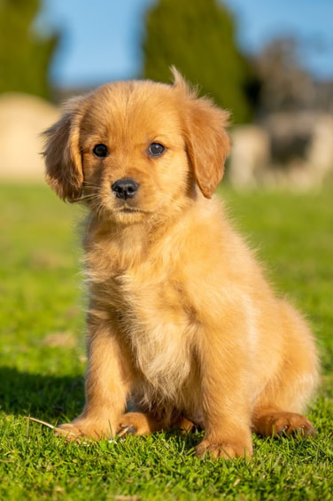 The Golden Cavalier: A Perfect Mix of Golden Retriever and Cavalier King Charles Spaniel