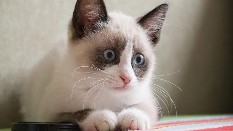 Top Snowshoe Siamese Cat Breeders: Rare and Beautiful Cats for Sale