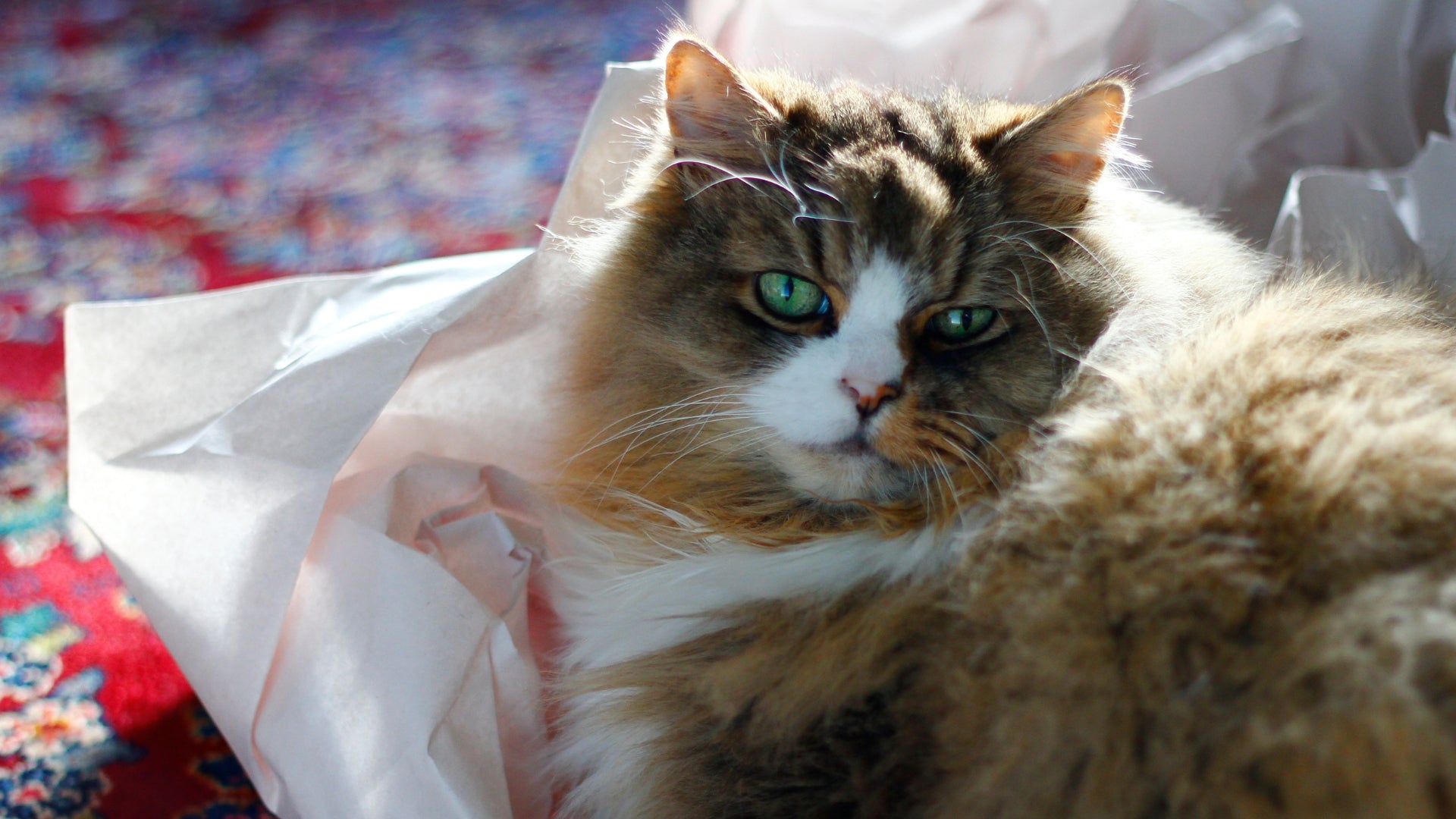 Ragdoll Maine Coon Cat Mix: A Perfect Blend of Personality and Size