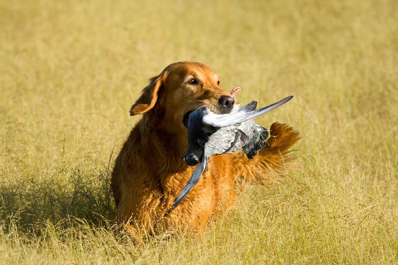 Golden Retriever: The Ultimate Hunting Dog Companion