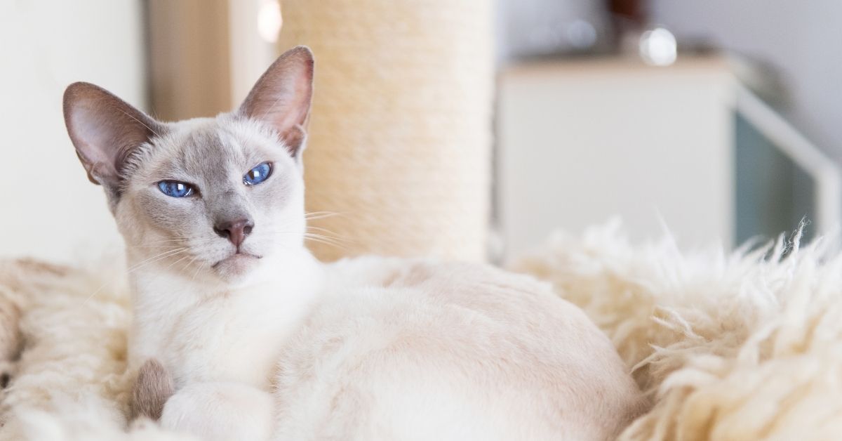 Discover the Best Siamese Mix Cat Breeds for Families