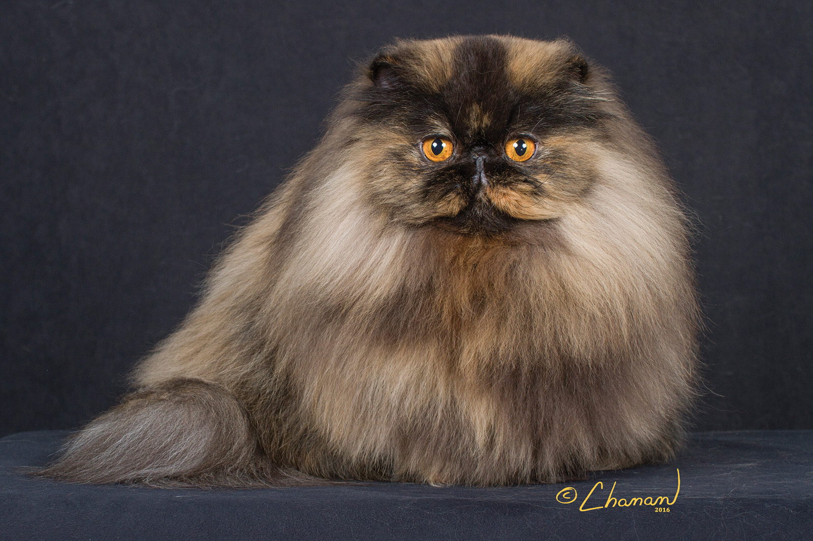 Why Chocolate Persian Cats Are the Perfect Tranquil Companion