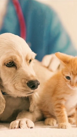 Best Urgent Care Pet Clinics in Warner Robins, GA: Immediate Care for Your Furry Friend