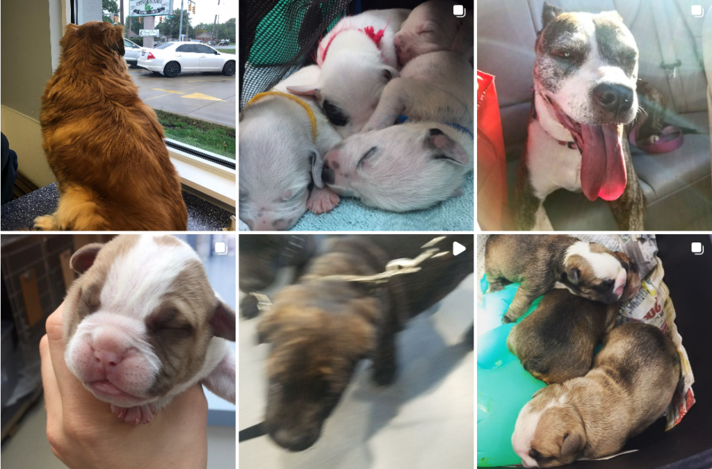 Find Quality All Pets Vet Care in Lorain, Ohio – Your Local Pet Health Experts