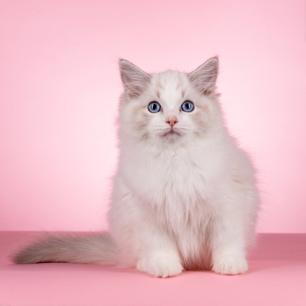 Lynx Point Ragdoll Cats: Gradient White Fur and Colorful Points