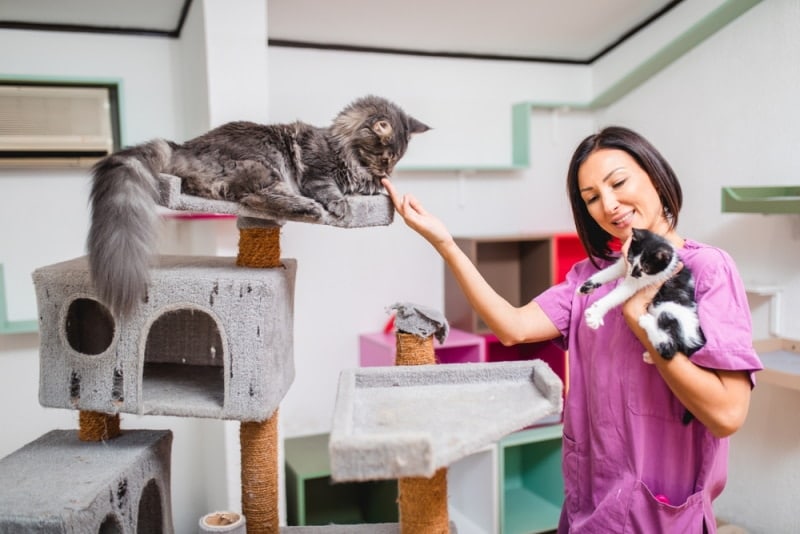 Average Cattery Boarding Prices: How Much Does It Cost to Board Your Cat?