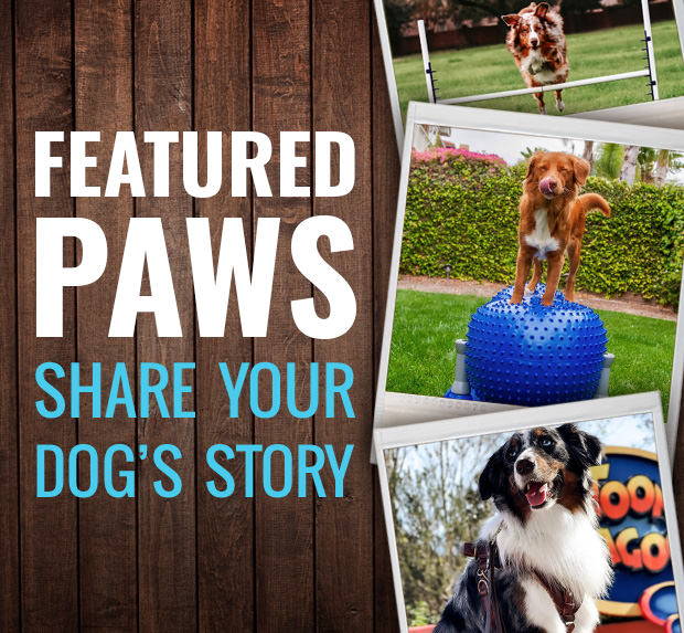 Shop JJ Pet Supplies for the Best Dog Training Gear and Accessories