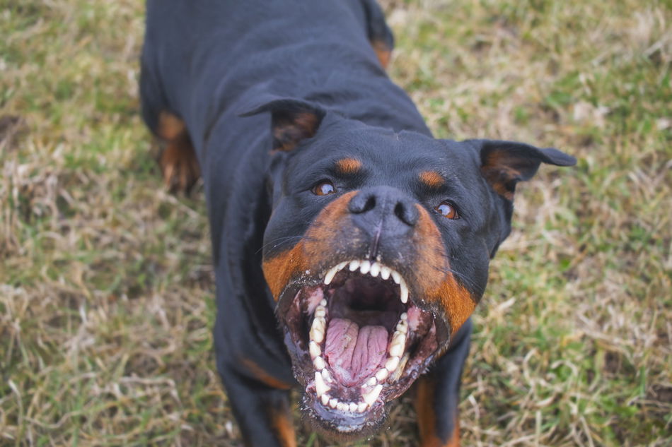 Rottweiler Clipped Ears Guide: Origins, Health Impact, and Proper Care