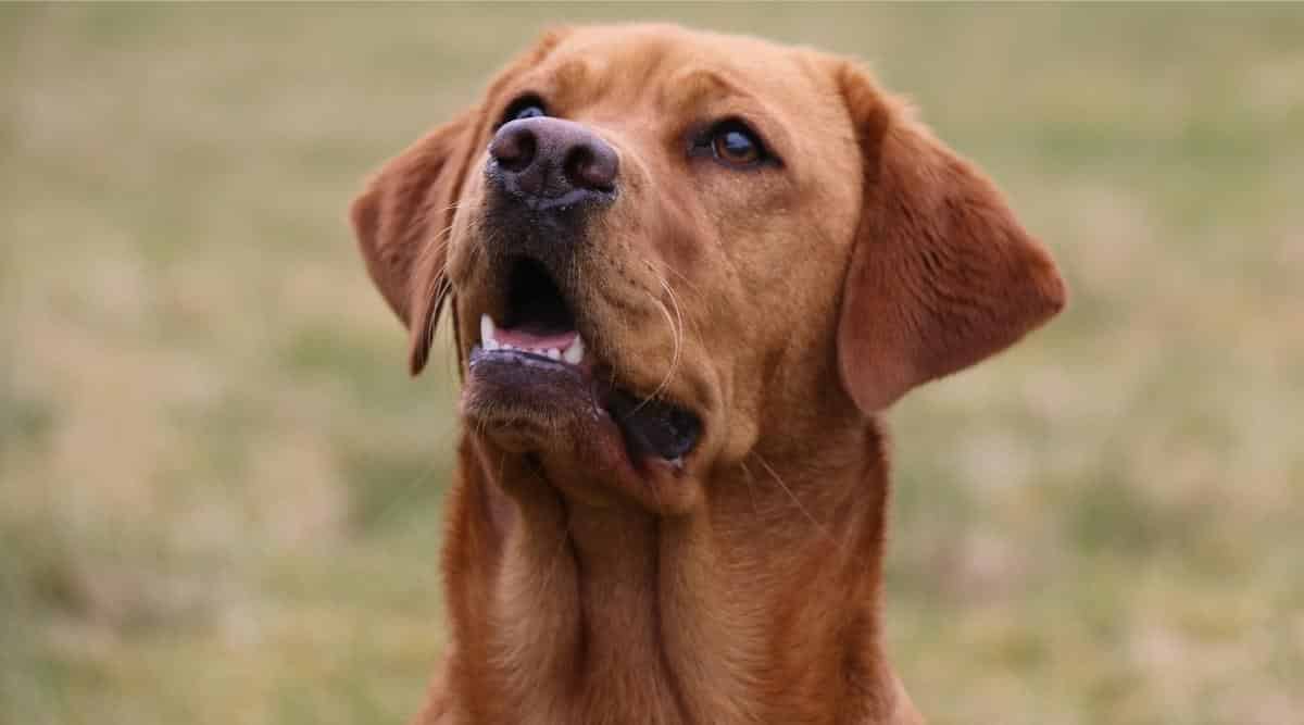 Fox Red Labrador Retrievers: The Rare and Beautiful Ruby Labs