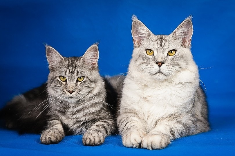 Is Your Cat Part Maine Coon? Signs of a Half Maine Coon Mix