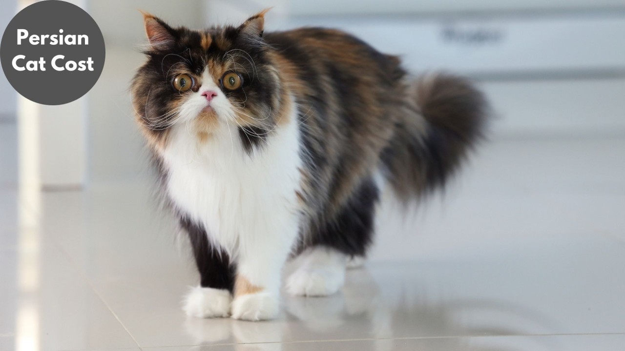 Persian Cat Price Guide: What You Can Expect to Pay in 2024