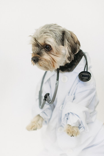 Are Self-Vaccinated Dogs Allowed in Kennels? Vaccination Requirements Explained