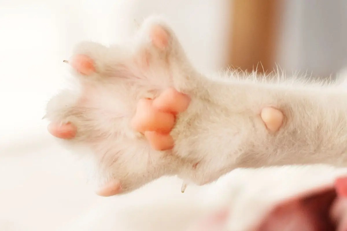 Maine Coon Cat Paws: Tips for Grooming and Maintaining Their Unique Paws