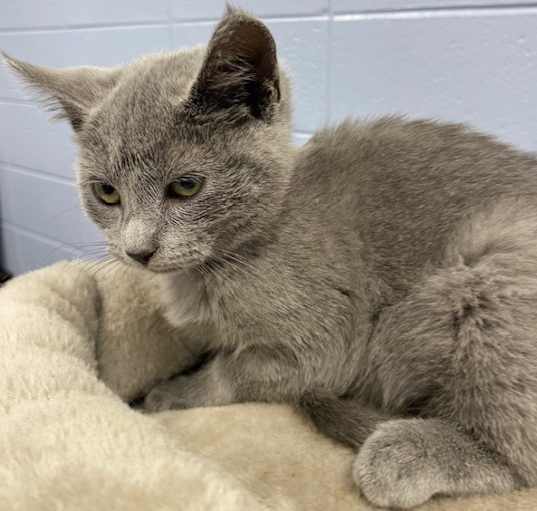 Russian Blue Cat Cincinnati: Adoptions, Breeders, and More