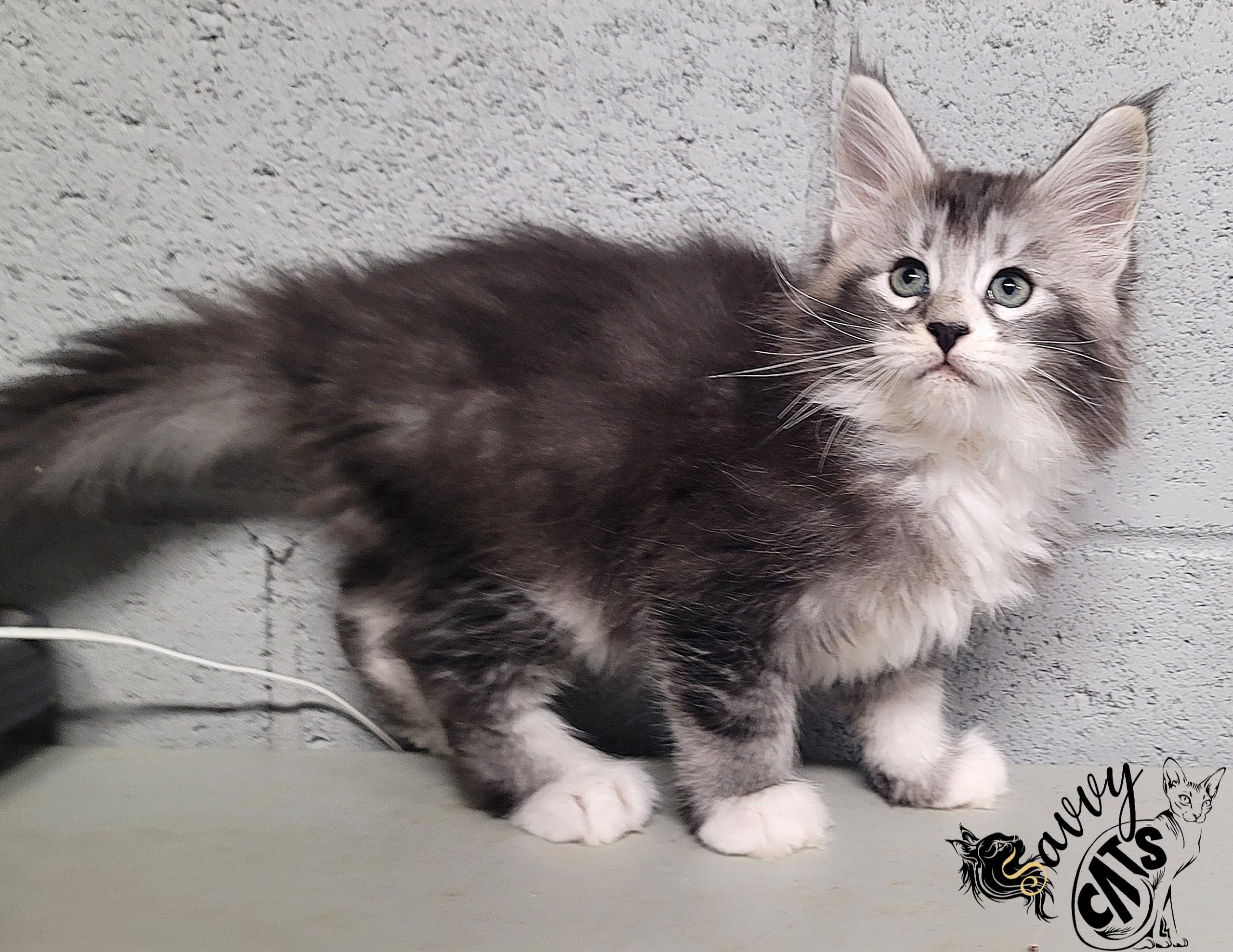 Top Maine Coon Cattery in Georgia: Find Healthy, Friendly Kittens