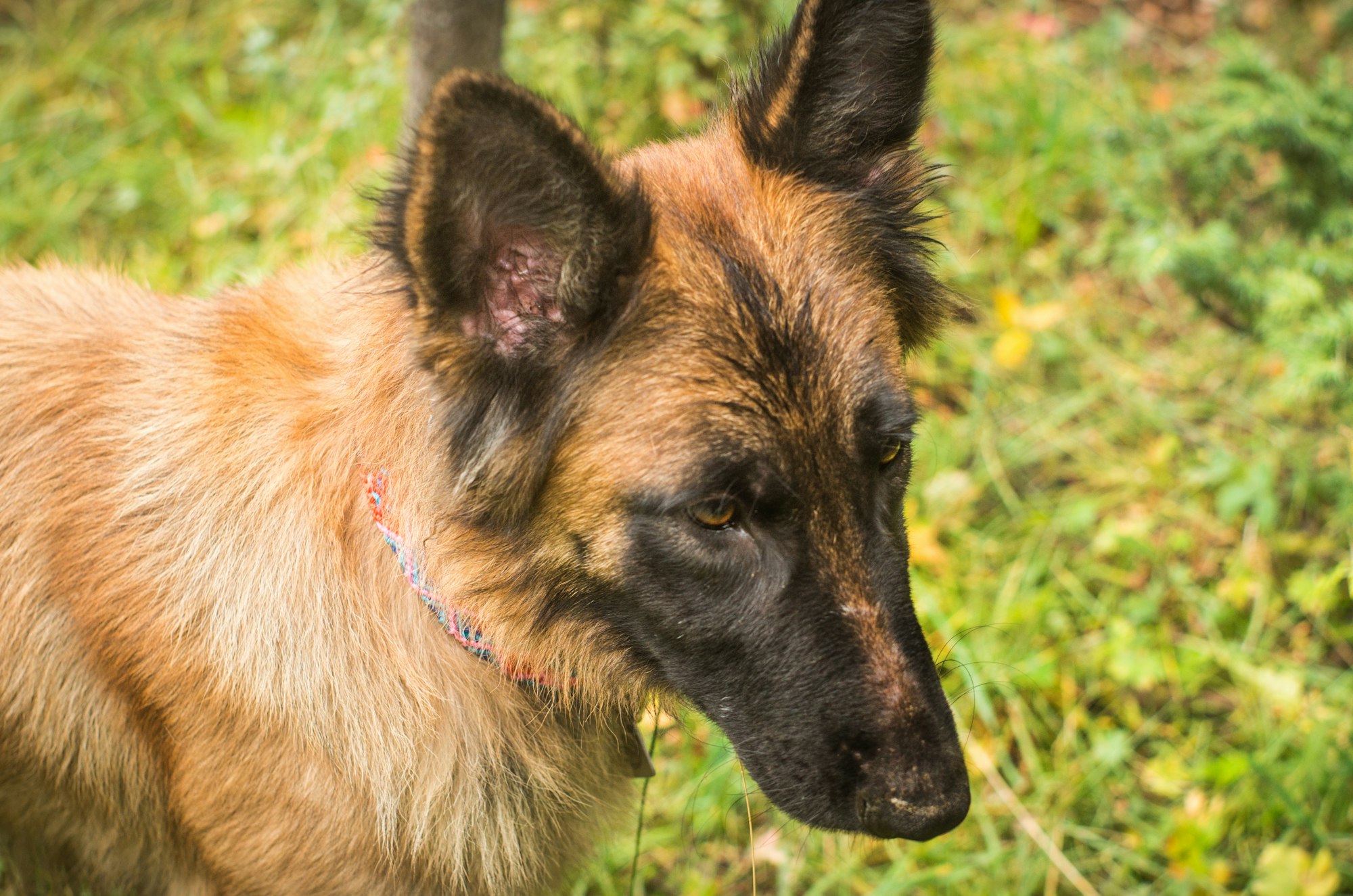 Labrador Retriever Belgian Malinois Mix: A Perfect Blend of Loyalty and Intelligence