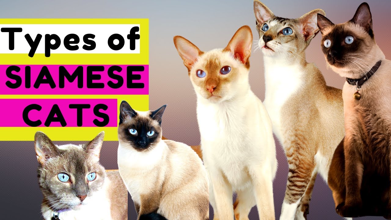 Beautiful Cats That Resemble Siamese: 10 Breeds You Need to Know