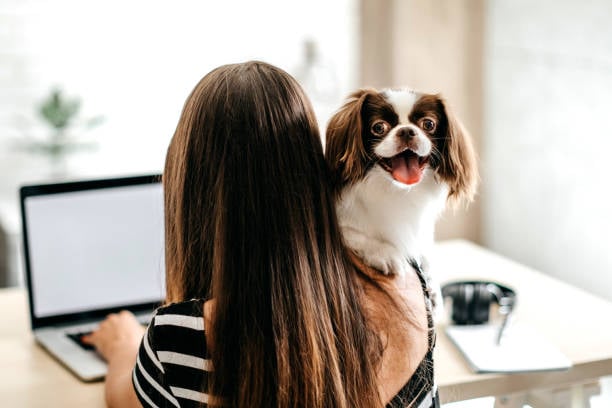 start a pet care blog