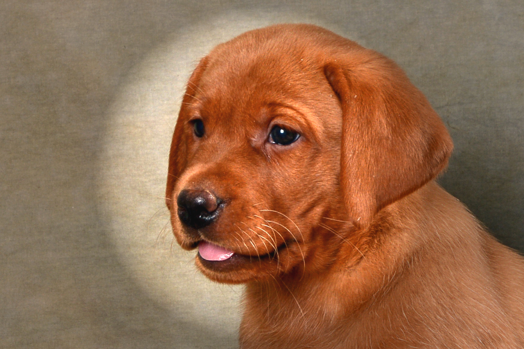 Fox Red Labrador Retriever Puppies for Sale: Find Your Perfect Pup