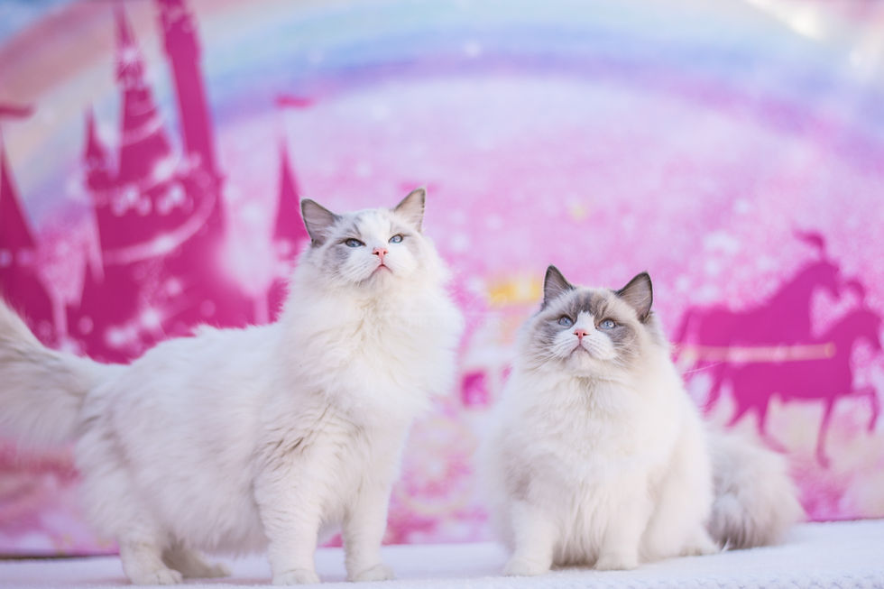 The Beauty of Seal Bicolor Ragdoll Cats: A Guide to Their Colors and Features