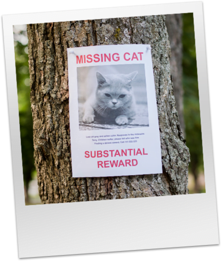 Lost Siamese Cat Near Me: How to Find and Reunite with Your Pet