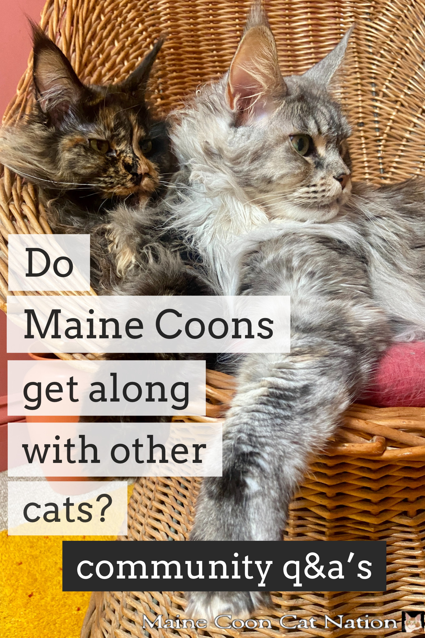 Maine Coon Personality: How They Interact with Other Cats