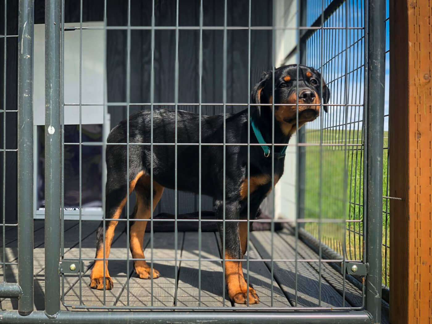 Transform Your Shed into a Cozy Dog Kennel with These Tips